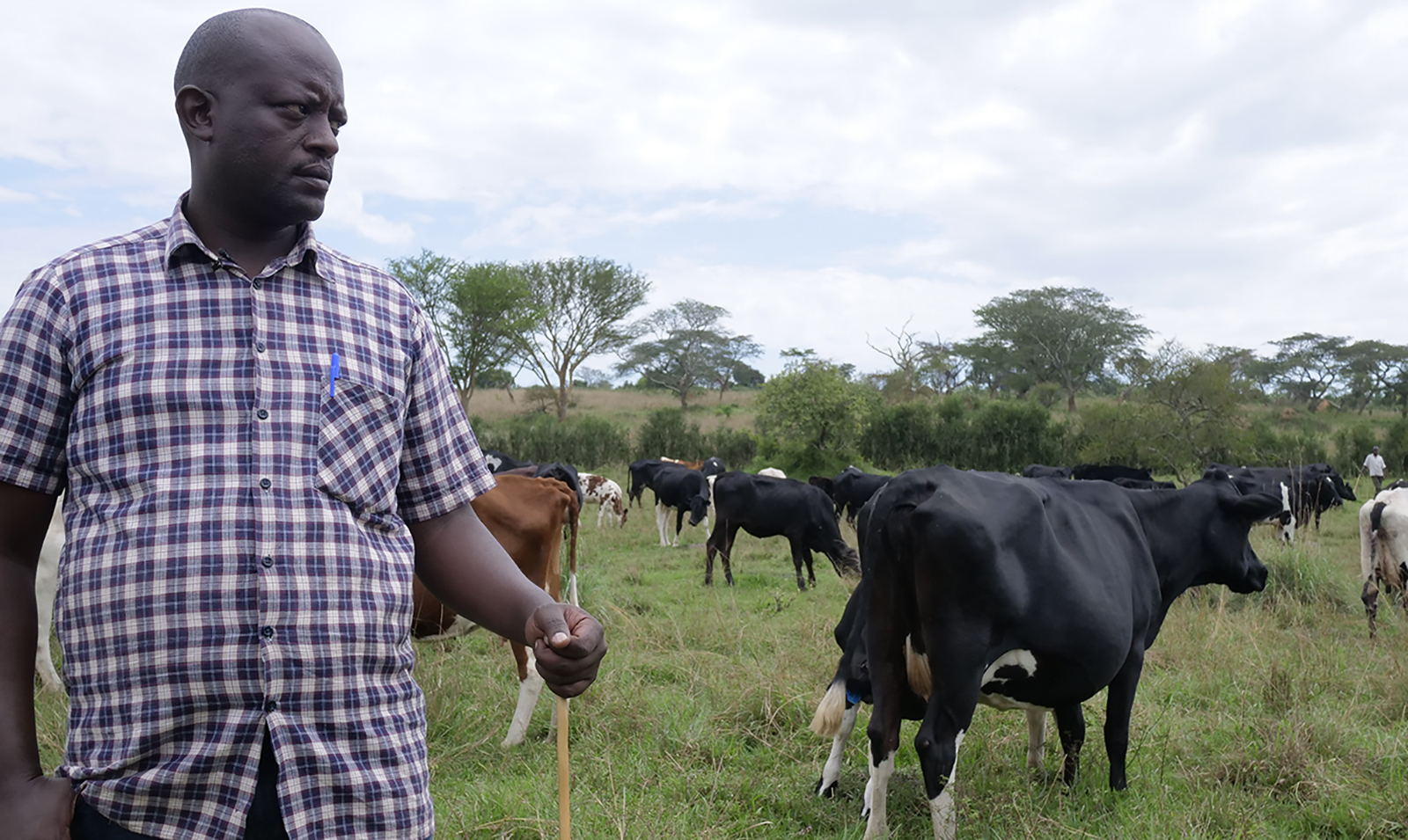 Helping the Ugandan Dairy Sector Achieve its Potential Global